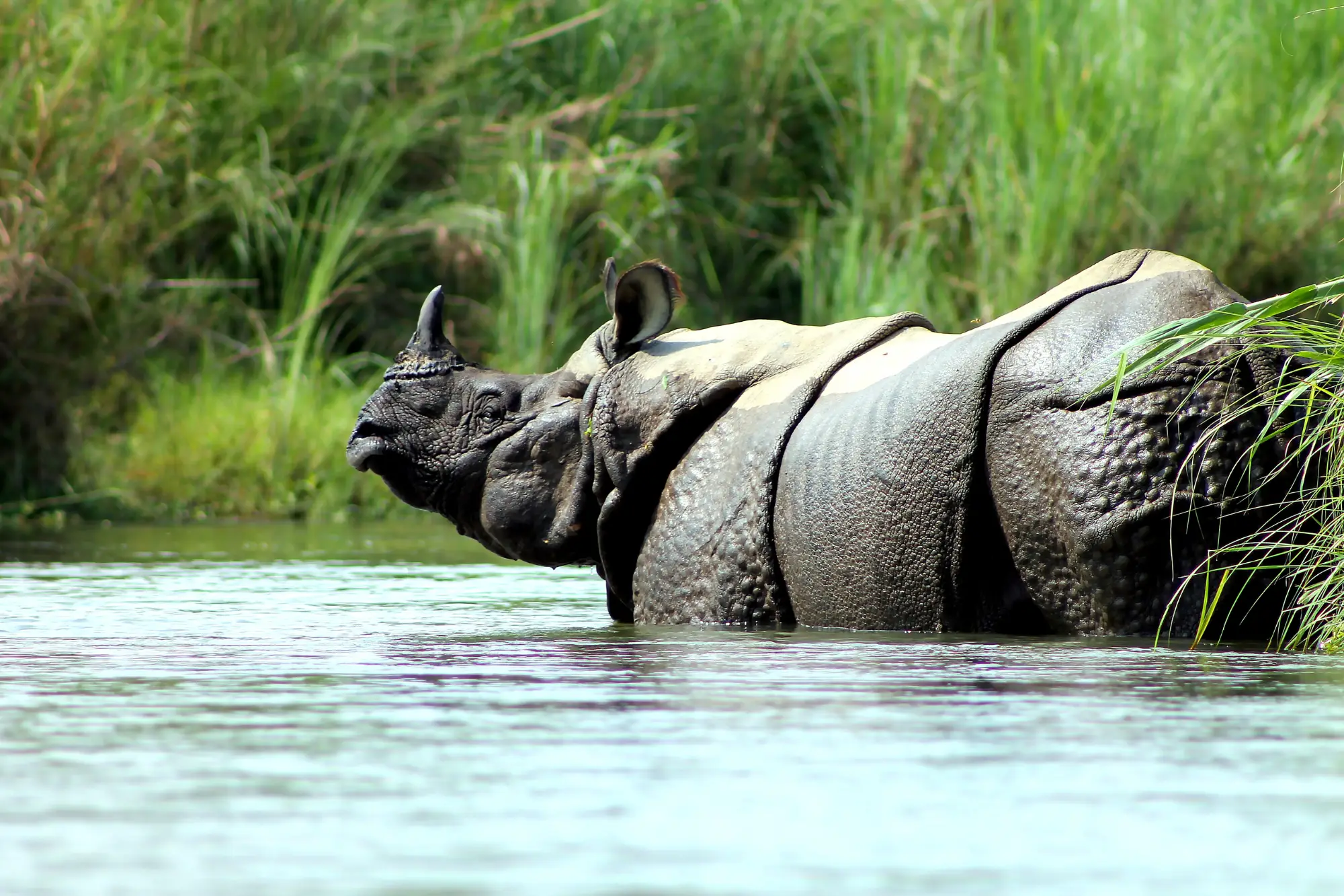 chitwan national park